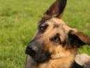 В Ашдоде пес спас свою хозяйку от вооруженного насильника