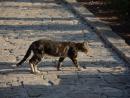 «Дело об избиении кошки в Эйлате»: полиция сообщила о задержании подозреваемого