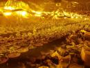 Предъявлены обвинения жителю Хайфы, прорывшему под фундаментом жилого дома туннель для выращивания марихуаны