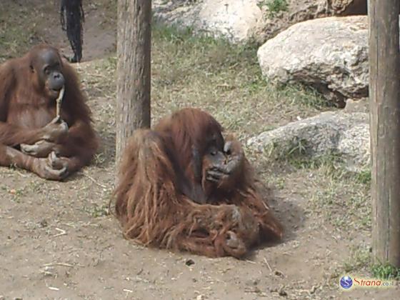 В рамат-ганском «Сафари» за месяц умерли две самки орангутанга