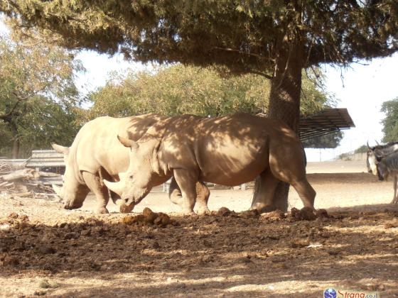 Носороги Риханна и Керен Пелес сбежали из рамат-ганского 