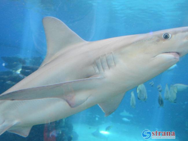 В Красном море акула откусила туристу часть ноги