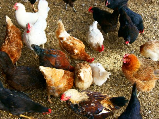 Драка в Бней-Браке: защитники животных попытались спасти кур от 