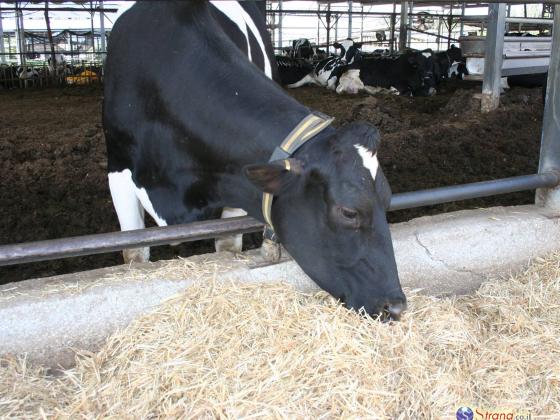 В долине Бейт-Шеан обнаружена корова, больная бешенством