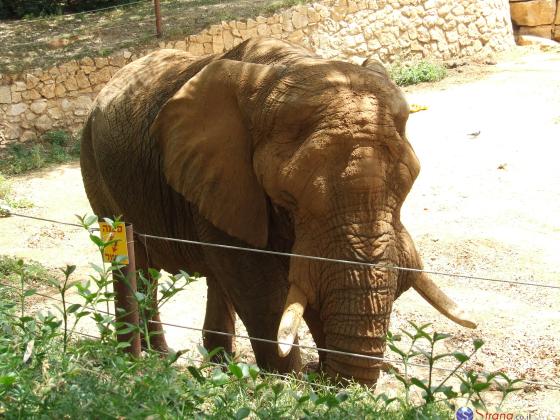 Мири Регев предложила турецкому мэру двух слонов в обмен на древнееврейскую табличку