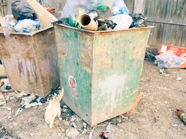 Треть пищевых продуктов жители Земли выбрасывают в мусорные баки