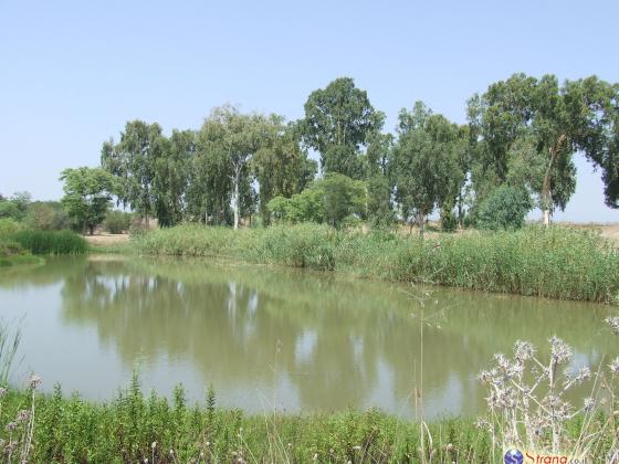 Завершены работы по очистке дна реки Кишон