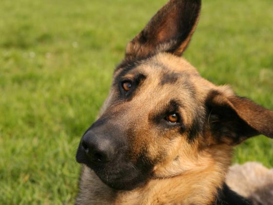 В Ашдоде пес спас свою хозяйку от вооруженного насильника