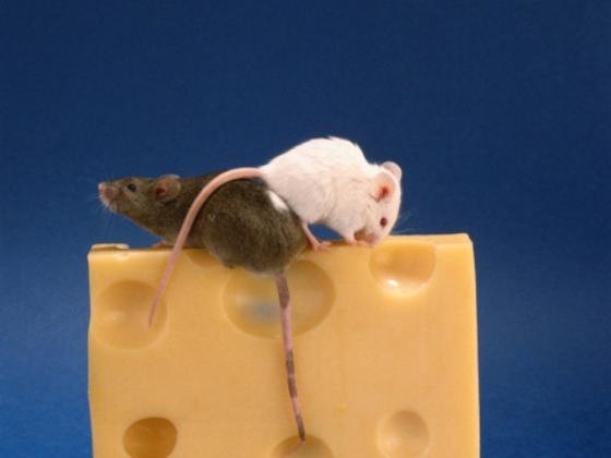 Ученые подтвердили факт генетических мутаций у мышей в районе завода в Нагарии