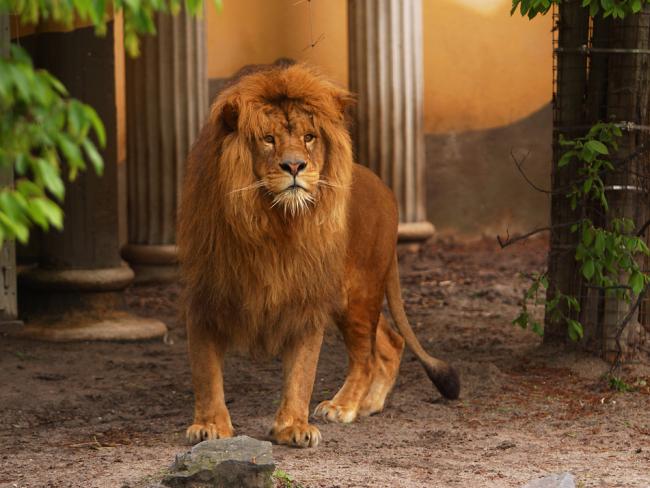 Пять львов сделали подкоп и сбежали из вольера в зоопарке Сиднея