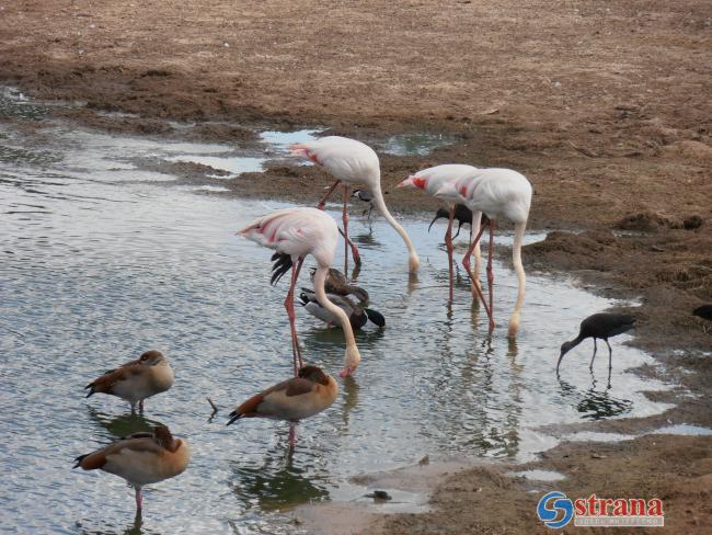 Птичий грипп обнаружен в национальном парке в Рамат-Гане