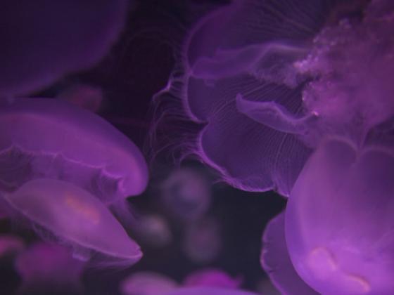 У берегов Израиля появились первые медузы