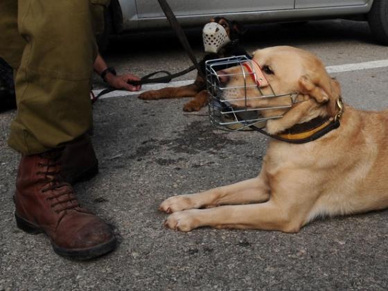 Защитники животных обвиняют военных летчиков в издевательствах над собаками