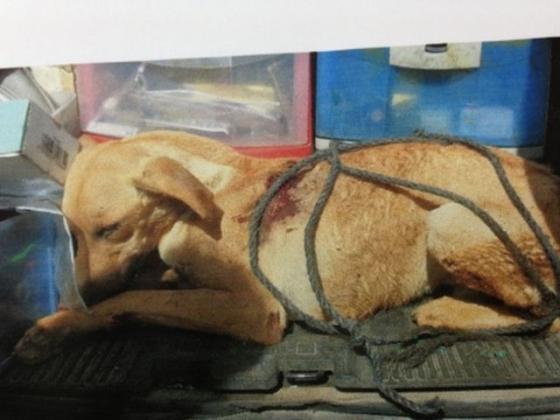 Житель Кфар-Самия, заставил собаку бежать на привязи за автомобилем