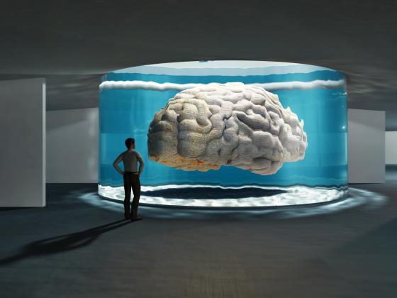 Реховот: выставка «Включите мозги» 
