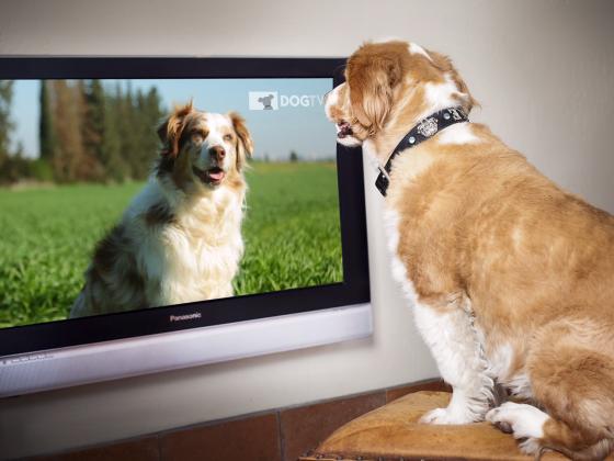 DOGTV – специальный телеканал для собак