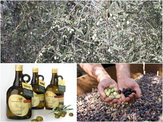 Программа оздоровления и похудения на основе оливкового масла: преображение за 2 месяца