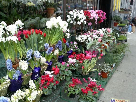 На День всех влюбленных европейцы будут дарить израильские цветы