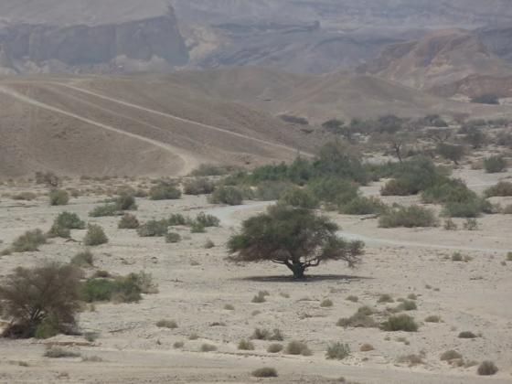 5000 новых акаций расцветут в пустыне Арава
