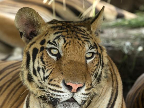 Камеры наблюдения Сафари зафиксировали, как тигр загрыз женщину