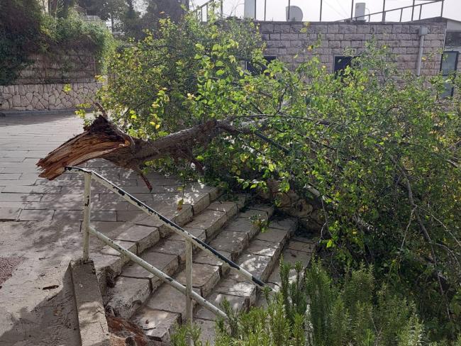 В Иерусалиме пожилая женщина получила травмы в результате падения ветви дерева, сломанной ветром