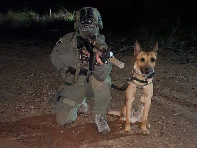 В ходе спецоперации в Шхеме погиб 9-летний Зили, служебный пес спецназа ЯМАМ