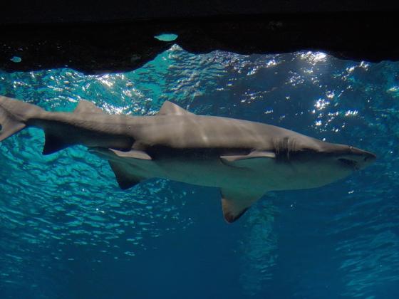 Видео: десятки акул кружат у берегов Хадеры и не собираются уплывать