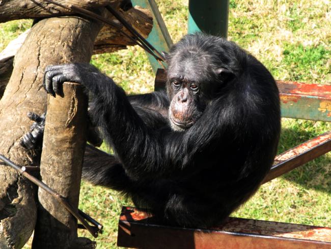 Из зоопарка сбежали «умные шимпанзе», построившие лестницу 