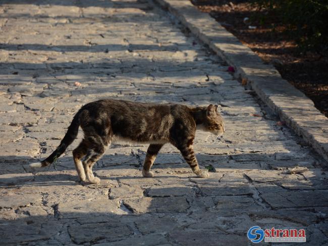 На севере Израиля, возле мошава Кфар Хошен, обнаружен зараженный бешенством кот