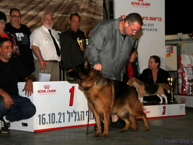 Названы лучшие собаки Израиля - видео