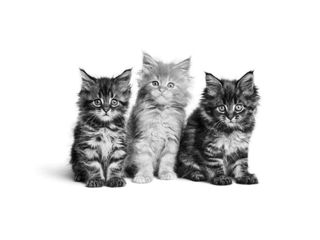 Ответы ветеринара на популярные вопросы владельцев домашних кошек и собак