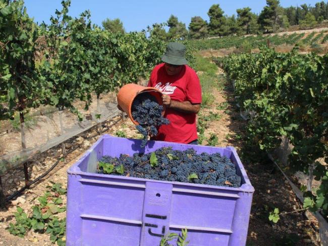 Как выбрать вино в Израиле?
