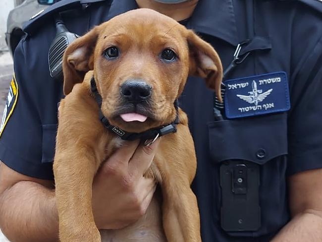 Жители Хайфы и полицейские спасли щенка от избивавшего его хозяина