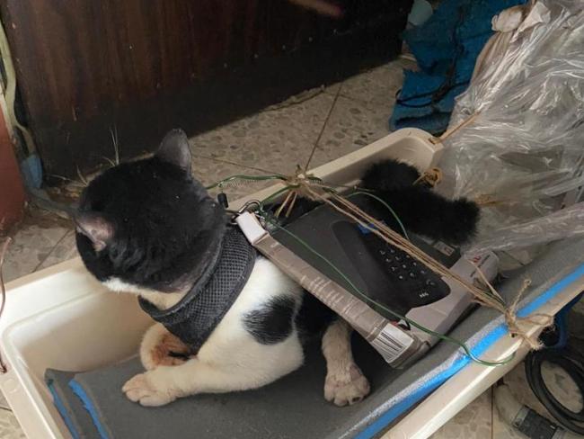 Житель Ришон ле-Циона подозревается в издевательствах над кошками