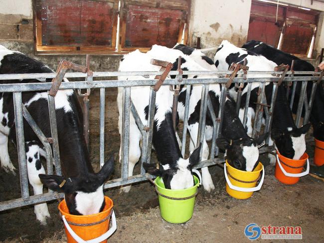В кибуце на севере Израиля 46 дойных коров и телят заболели туберкулезом