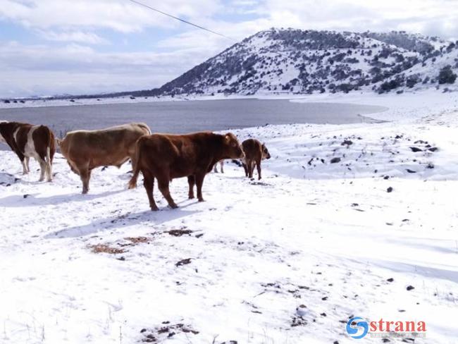 Самый холодный день зимы 2020 года: снег на Голанах и в Галилее