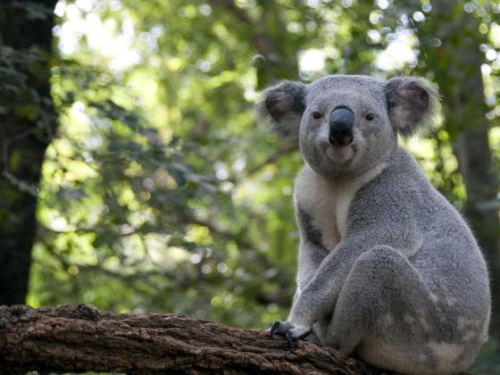 Полиция арестовала коалу-хулигана