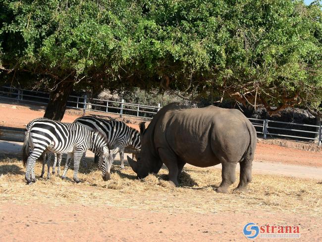 Ветеринары рамат-ганского  «Сафари» усыпили 50-летнюю носорожиху Мазаль