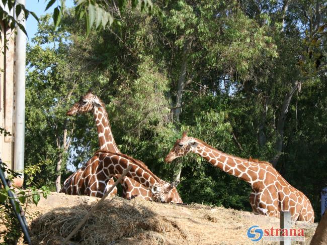 По случаю Пурима в «Сафари» для жирафов приготовили «уши Амана»