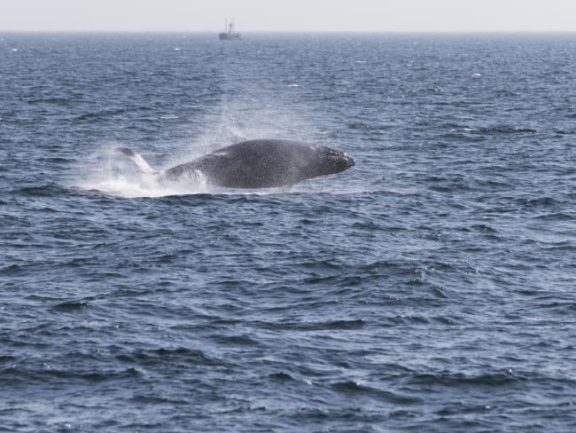 Около побережья Израиля замечен 16-метровый кит