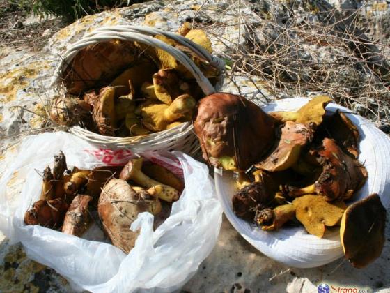 В Израиле начался очередной грибной сезон