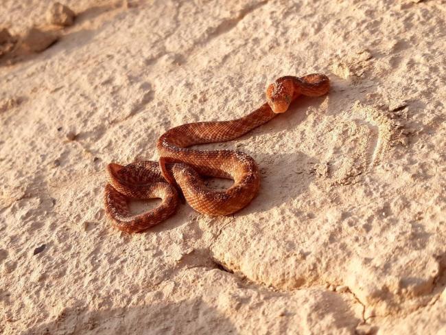На севере Израиля змея укусила солдата, пострадавший в тяжелом состоянии