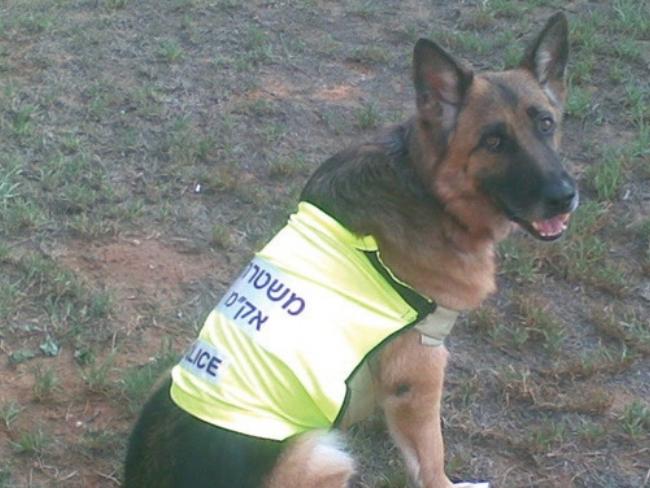 В Чехии подготовили служебных собак для таможни Израиля