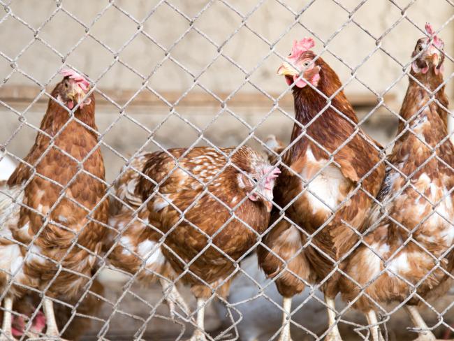 Из-за птичьего гриппа в кибуце Хефциба уничтожены десятки тысяч кур