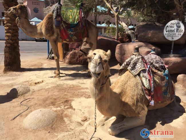 Верблюдов на юге Израиля приравняют к автомобилям