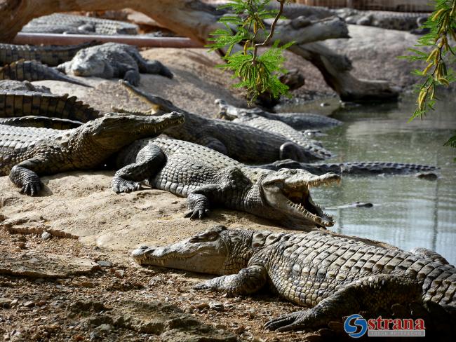 Иорданские военные предупредили ЦАХАЛ о крокодиле, который был замечен в реке Ярмук