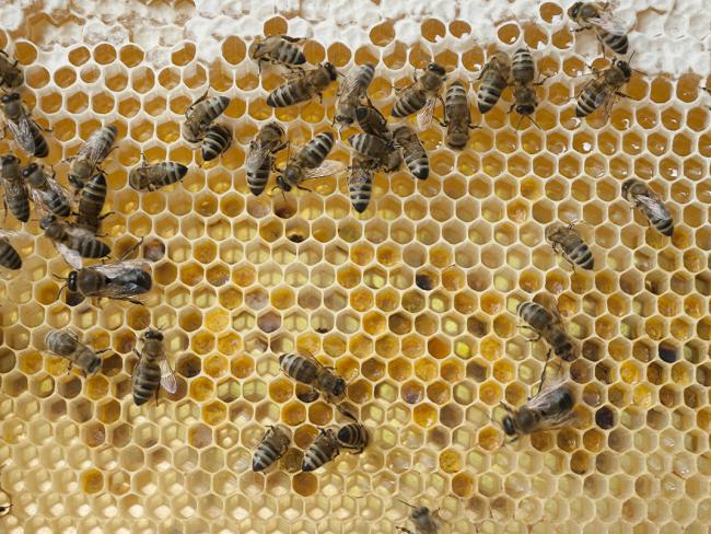 «Пожалейте пчел!»: веганы призывают не макать яблоки в мед