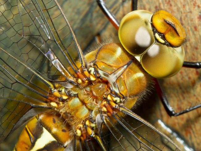 В посылке из Франции в Модиин  были обнаружены десятки живых насекомых 