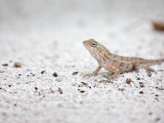 Уникальная регенерация саламандр поможет людям