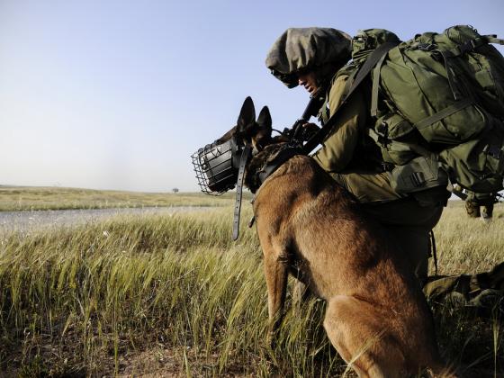 ЦАХАЛ не будет использовать собак для задержания террористов
